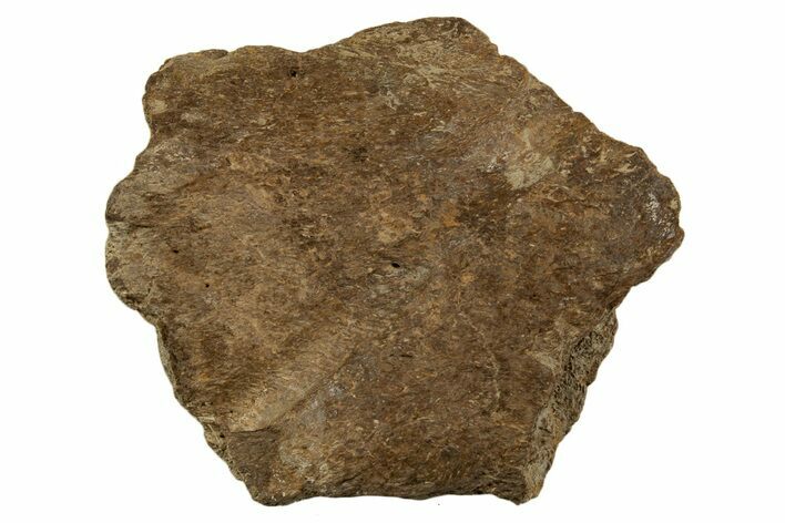 Dinosaur (Triceratops) Frill Shield Section - Montana #338910